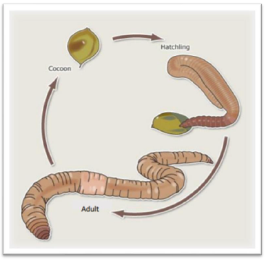 ACTIVITY- Identifying and Observing Jumping Worms - The Pest Defense